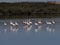 Flocks of Lesser Flamingo, Phoeniconaias minor, on Lake Walvis Bay. Namibia
