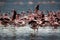 Flocks of Lesser Flamingos