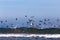 Flocks of Ocean Sea Birds Feeding