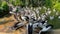 Flocks of pelicans swimming in the water waiting to be fed and fighting for food