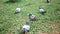 Flocks of pigeons and sparrows on grass