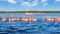 Flocks of pink flamingos and tourist boat in Celestun National Park. Mexico. Yucatan.