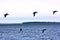 Flocks of seabirds guillemot fly over Barents Sea