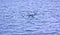 Flocks of seabirds guillemot fly over Barents Sea