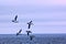 Flocks of seabirds guillemot fly over Barents Sea