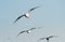 Flocks of Seagull under blue sky