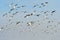 Flocks of Seagull under blue sky