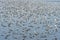 Flocks of Seagull on water, Bangpoo, Samutprakarn, Thailand