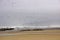 Flocks of seagulls flying along the coastal sand beach