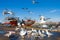 Flocks of seagulls flying over Essaouira fishing harbor, Morocco. Fishing boat docked at the Essaouira port waits for a