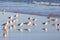 Flocks of seagulls walk along the beach. On Portuguese shore.