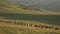 Flocks of sheep in the foothills in early morning