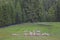 Flocks of sheep graze in alpine meadows, selective focus