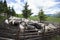 Flocks of sheep graze in the summer in the Ukrainian Carpathians Lysych mountain meadow, Marmara massif. Traditional sheep breedin