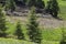 Flocks of sheep graze in the summer in the Ukrainian Carpathians Lysych mountain meadow, Marmara massif. Traditional sheep breedin