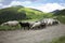 Flocks of sheep graze in the summer in the Ukrainian Carpathians Lysych mountain meadow, Marmara massif. Traditional sheep breedin