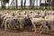 Flocks of young unshorn lambs seperated, in the sheep yards, from their parents, out the front of the shearing sheds waiting to be