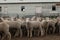 Flocks of young unshorn lambs seperated, in the sheep yards, from their parents, out the front of the shearing sheds waiting to be