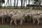 Flocks of young unshorn lambs seperated, in the sheep yards, from their parents, out the front of the shearing sheds waiting to be