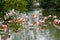 Flog of flamingos in the pond.