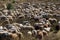 A flok of the Drenthe Heath Sheep, grazing