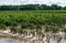 Flood Damaged Tomato Crop