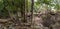 Flood debris at Iruppu Waterfalls, Brahmagiri, India