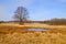 Flood-meadow at early spring