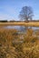 Flood-meadow at early spring