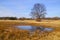 Flood-meadow at early spring