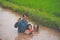 Flood water in rice field and pond, Farmer family working in nature water pond  of rice paddy field