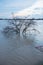 Flood in winter on the Rhine with tree under water