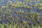 Flooded agricultural field at winter