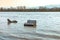 flooded bench at river Rhine in Eltville, Germany in sunset mood
