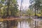 A flooded, coastal mangrove