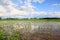 Flooded Cornfield