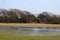 Flooded countryside field with two shelducks