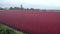 Flooded Cranberry Bog Ready for Harvest