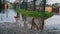 Flooded Dwelling Houses, River Spill