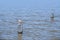 Flooded farmland: seagull sitting on a flooded fence