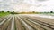 Flooded field as a result of heavy rain. Flood on the farm. Natural disaster and crop loss risks. Agriculture and farming. Ukraine