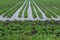 Flooded field of potatoes after torrential rain.