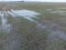 Flooded field of winter wheat. Sprouting grain sprouts in the field of agriculture.