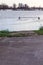 Flooded fields near the Dutch river IJssel