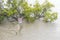 Flooded footpath in Brisbane