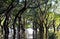 Flooded forest of mangrove trees