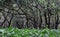 Flooded forest of mangrove trees