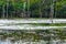 Flooded forest, Pantanal, Mato Grosso (Brazil)