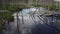 Flooded forest. trunks of birch trees in water. view moves from bottom to top