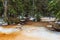 Flooded forest with yellow-brown water in snowy winter thaw day